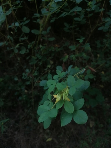 Crotalaria longirostrata, photograph 6