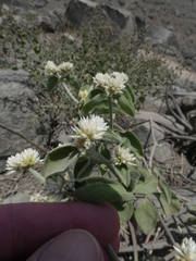 Alternanthera halimifolia