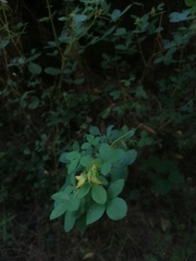 Crotalaria longirostrata