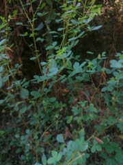 Crotalaria longirostrata