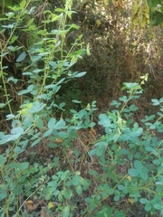 Crotalaria longirostrata