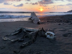 Lepidochelys olivacea