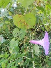 Ipomoea pedicellaris