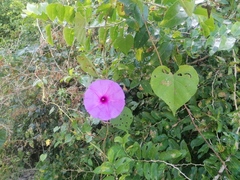 Ipomoea pedicellaris