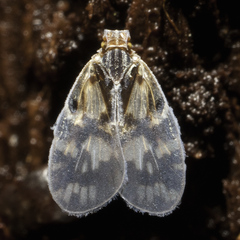 Bothriocera