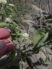 Alternanthera halimifolia