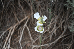 Calochortus gunnisonii