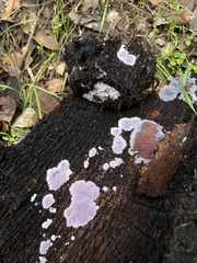 Punctularia atropurpurascens