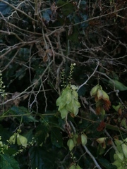 Cardiospermum corindum