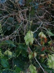 Cardiospermum corindum