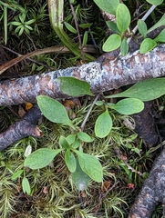 Coprosma foetidissima