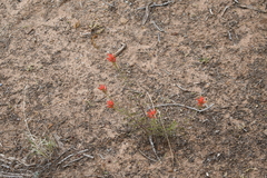 Castilleja linariifolia