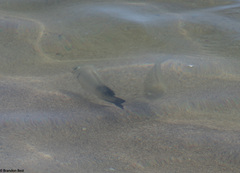 Sarotherodon melanotheron