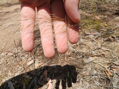 Austrostipa scabra falcata