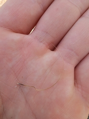 Austrostipa scabra falcata