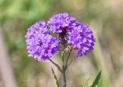 Verbena rigida