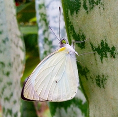 Leptophobia