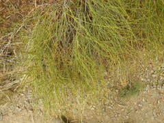 Ephedra viridis