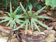 Lygodium longifolium