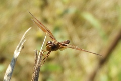 Perithemis