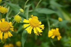 Helenium autumnale
