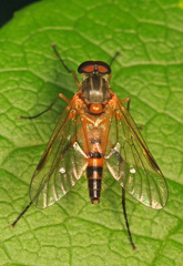 Rhagio