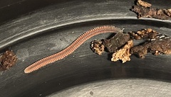 Gosodesmus claremontus