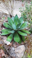 Agave guadalajarana