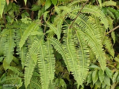 Dicranopteris linearis