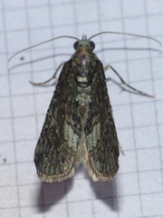 Hydriomena