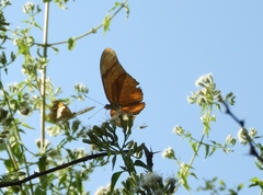 Dryas iulia moderata