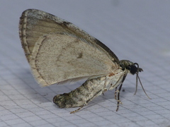 Hydriomena