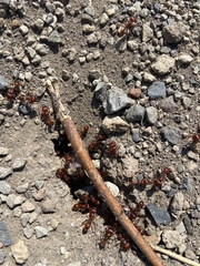 Pogonomyrmex barbatus