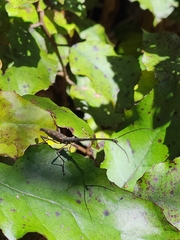Lasiorhynchus barbicornis
