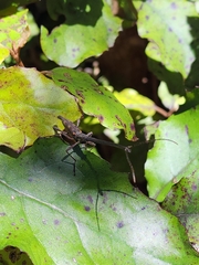 Lasiorhynchus barbicornis