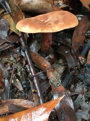 Lactarius eucalypti