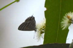 Theclinesthes onycha
