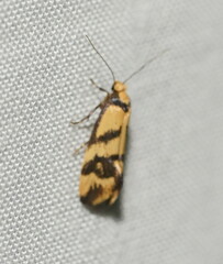 Olbonoma triptycha