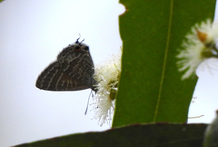 Theclinesthes onycha