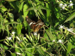 Anartia fatima colima