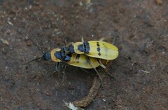 Chauliognathus missionum