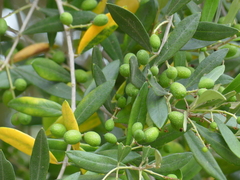 Olea europaea