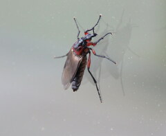 Dilophus nigrostigma