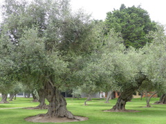 Olea europaea