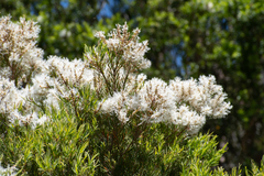 Melaleuca linariifolia