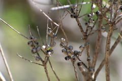Melaleuca linariifolia