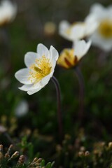 Dryas integrifolia