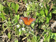 Danaus eresimus montezuma