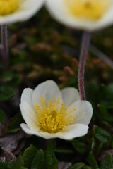 Dryas integrifolia