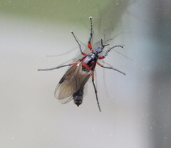 Dilophus nigrostigma